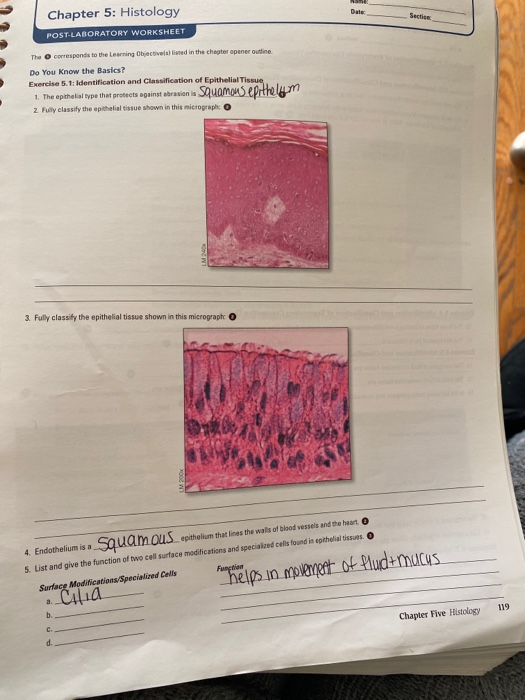 Solved Duis Chapter 5 Histology POST LABORATORY WORKSHEET Chegg