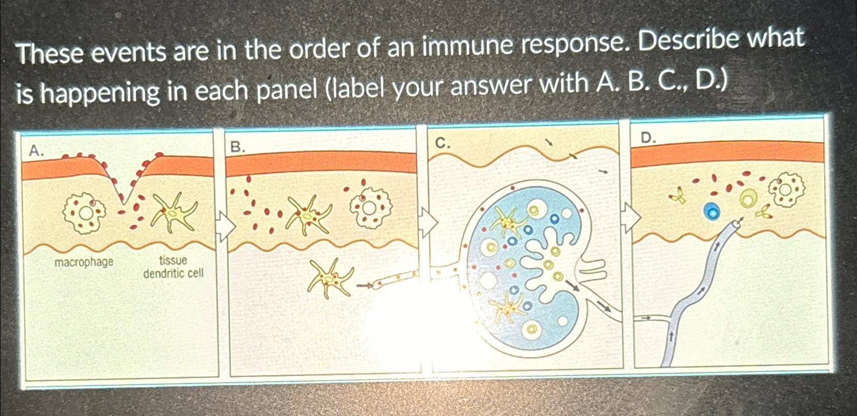 Solved These events are in the order of an immune response. | Chegg.com