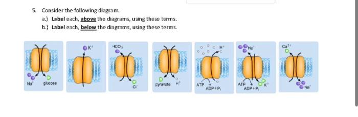 Solved 5. Consider the following diagram. a.) Label each, | Chegg.com