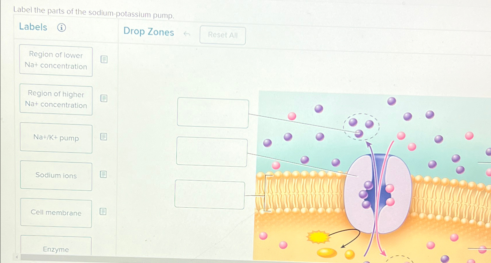 Solved Label the parts of the sodium-potassium | Chegg.com