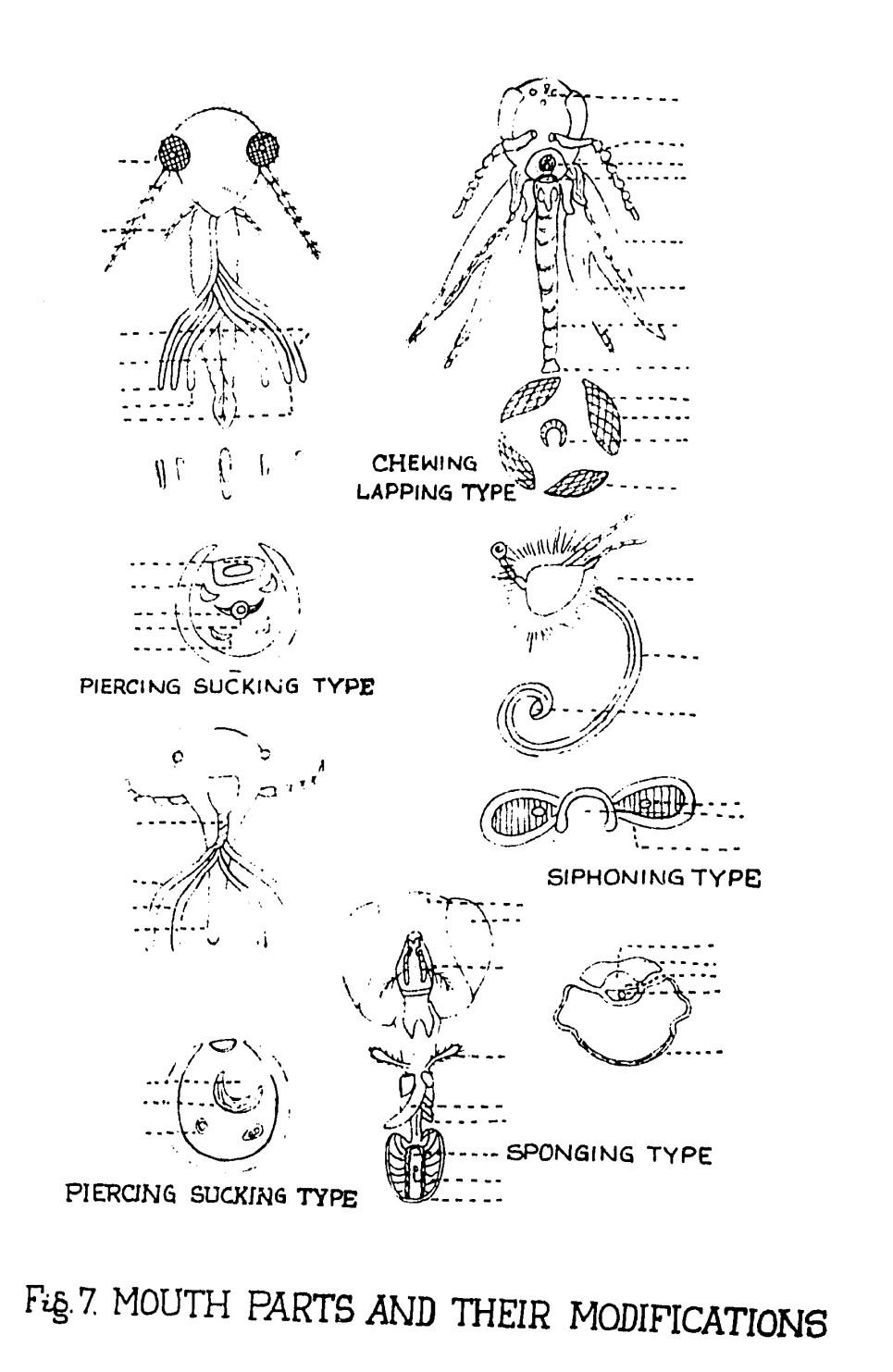 Solved Fig. 6. MOUTH PARTS OF GRASSHOPPER PIERCING SUC̄KING | Chegg.com