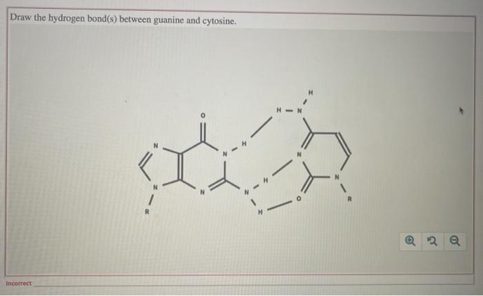 Draw the hydrogen bond(s) between guanine and cytosine. H- 0 2 Incorrect
