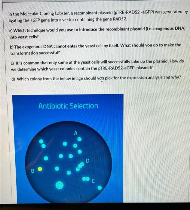 Solved In The Molecular Cloning Labster, A Recombinant | Chegg.com