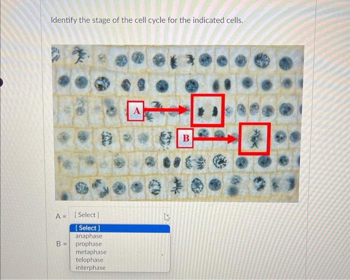 Solved Identify the stage of the cell cycle for the Biology Diagrams