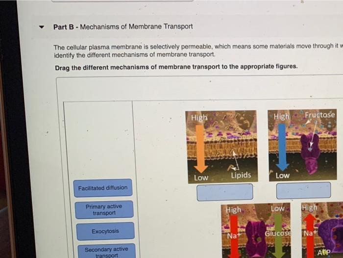 Solved Part B - Mechanisms Of Membrane Transport The | Chegg.com