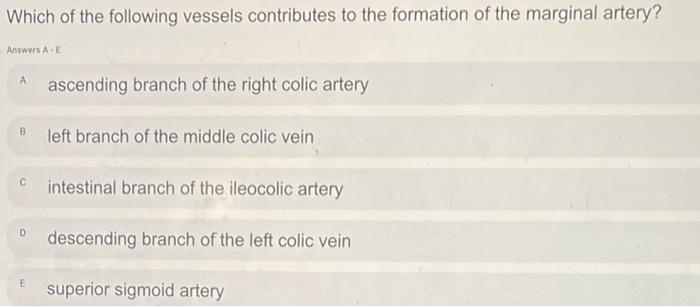 Which of the following vessels contributes to the formation of the marginal artery?
Answers \( A=E \)
A ascending branch of t