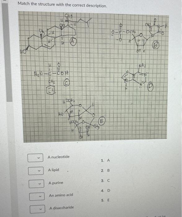 Solved Match the structure with the correct description. A | Chegg.com
