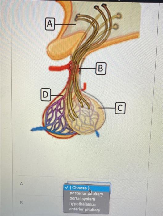 A B [Choose] posterior pituitary portal system hypothalamus anterior pitultary