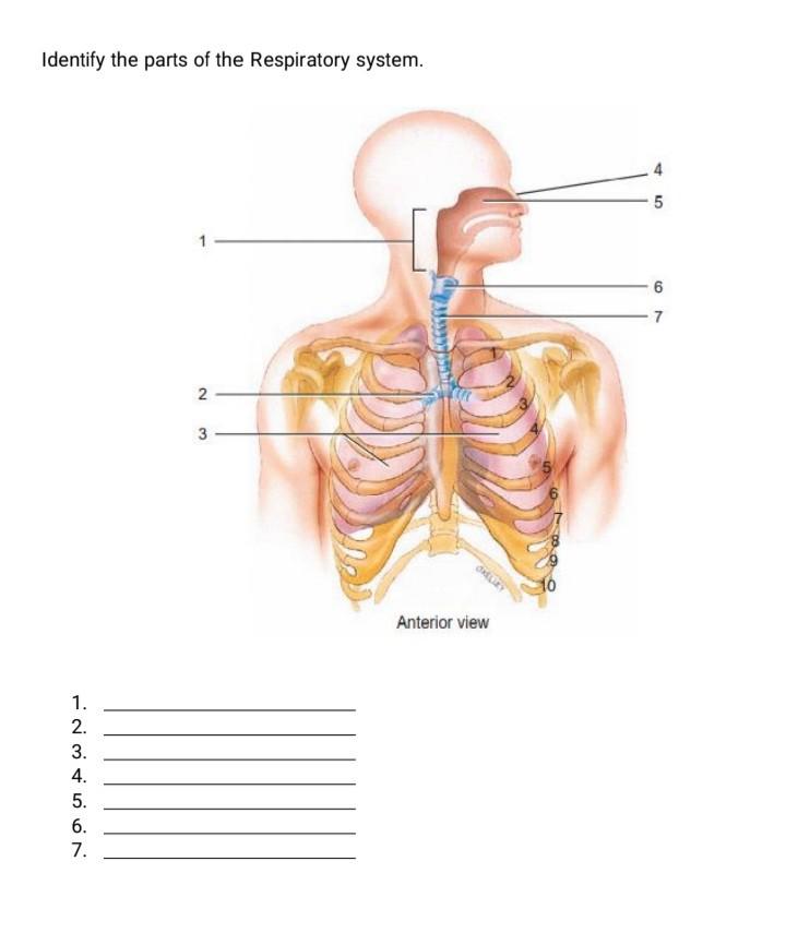 parts of the respiratory system