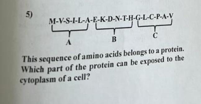 Solved This sequence of amino acids belongs to a protein. | Chegg.com