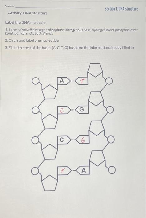 Solved Name: Section 1: DNA structure Activity: DNA | Chegg.com