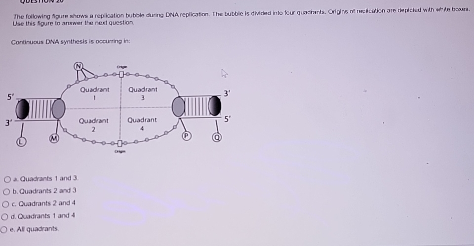 Solved The following figure shows a replication bubble | Chegg.com