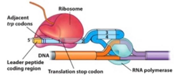 Solved In the tryptophan operon, the ribosome stalls on | Chegg.com
