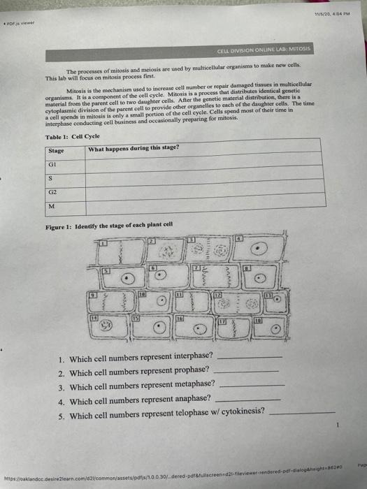 Solved 10,404 Pm + Pdfswer Cell Division Online Lab: Metosis | Chegg.com