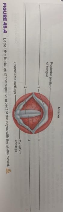 Solved Anterior Posterior portion of tongue Cuneiform Chegg