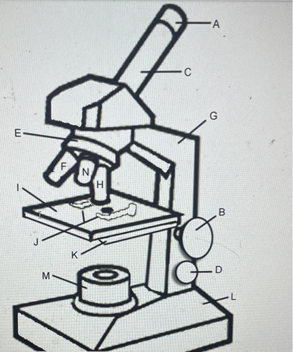 QUESTIONS: 1. Which two structures on the microscope | Chegg.com