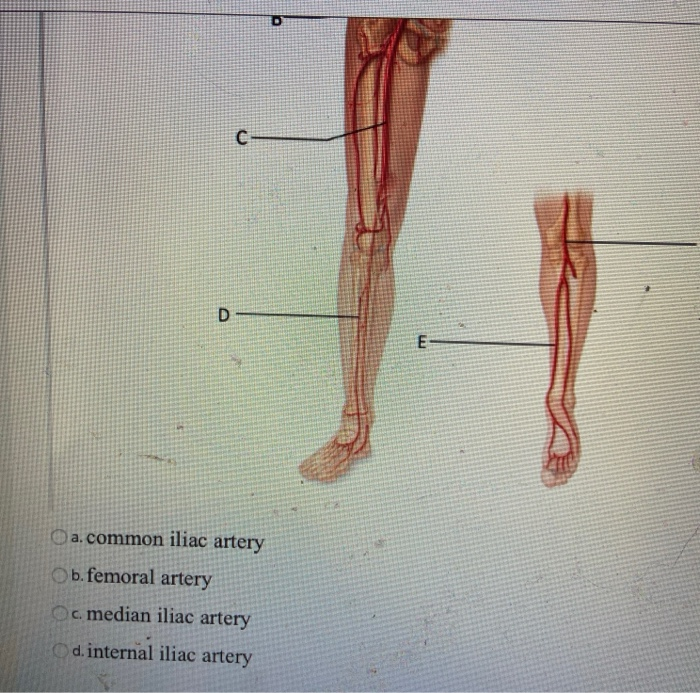 Solved C D E a. common iliac artery b.femoral artery Oc | Chegg.com