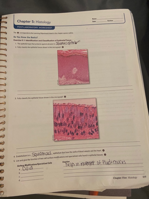 Solved Ne Dane Chapter 5: Histology POST LABORATORY | Chegg.com