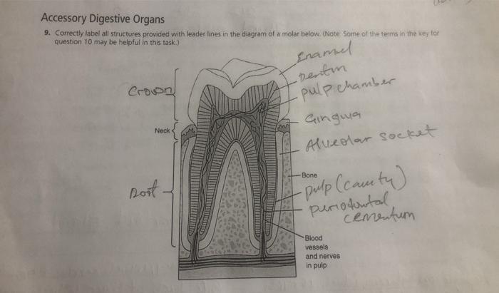 solved-accessory-digestive-organs-9-correctly-label-all-chegg