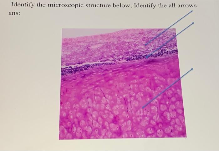 Livers Microscopic Secrets Can You Identify These Structures - rb6gjz7