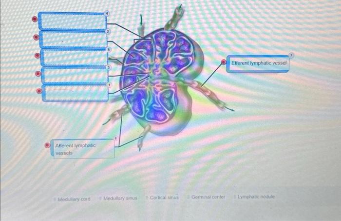 Solved correctly label the following anatomical features of | Chegg.com