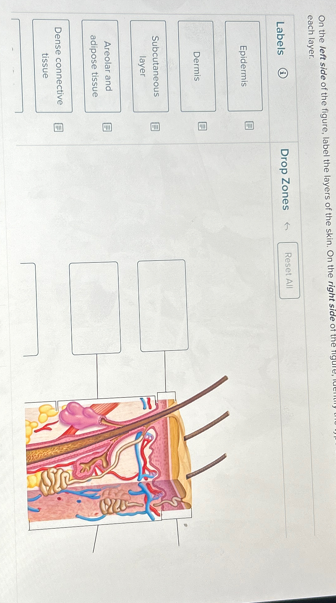 Solved On the left side of the figure, label the layers of | Chegg.com