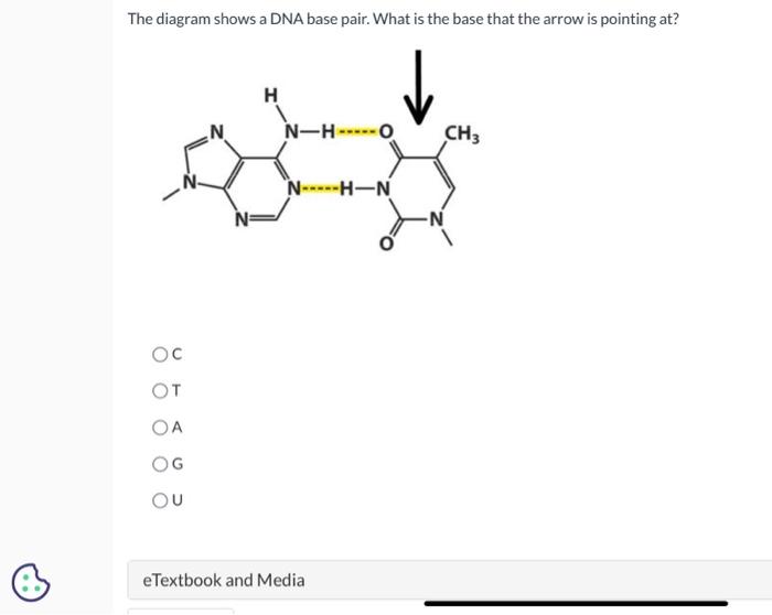 Solved What base is the arrow pointing to in this