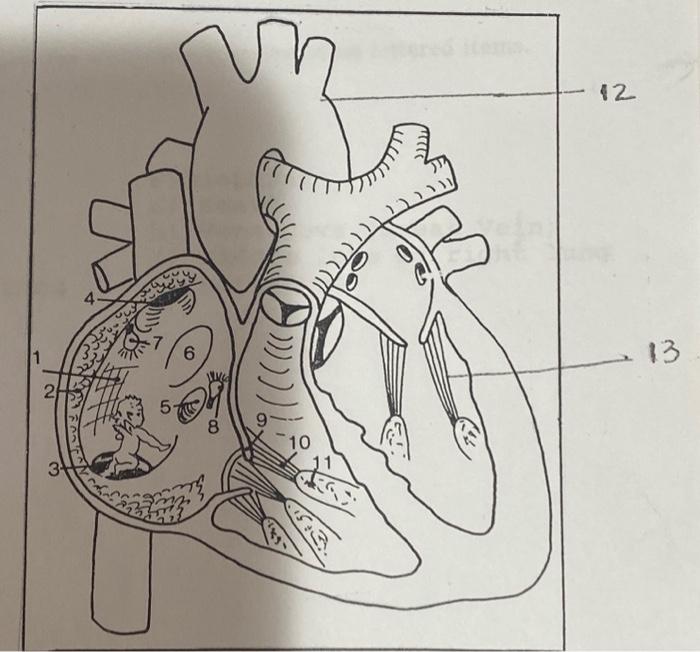 Solved anatomy anatomy of the heart | Chegg.com