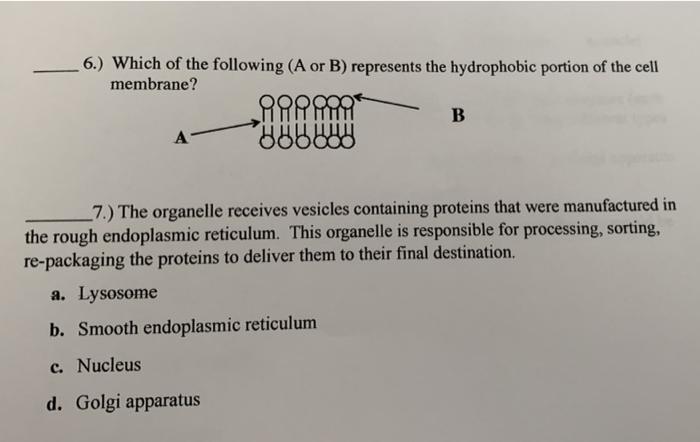 Solved 1.) A scientist is studying an unknown cell under the | Chegg.com