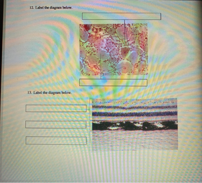 Solved 12 Label The Diagram Below 13 Label The Diagram Chegg Solved 12 Label The Diagram Below 13 Label The Diagram Chegg