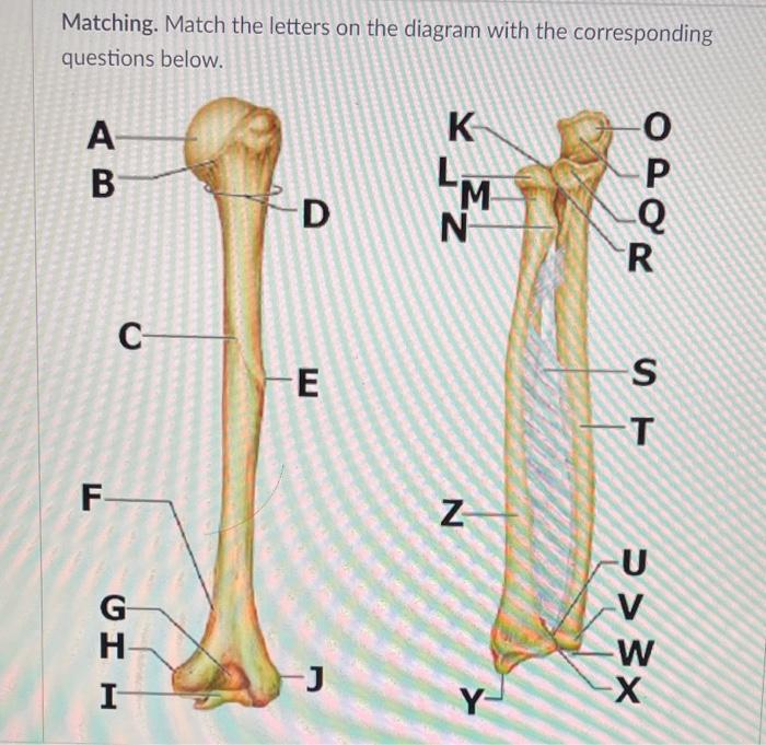 Solved Matching. Match the letters on the diagram with the | Chegg.com