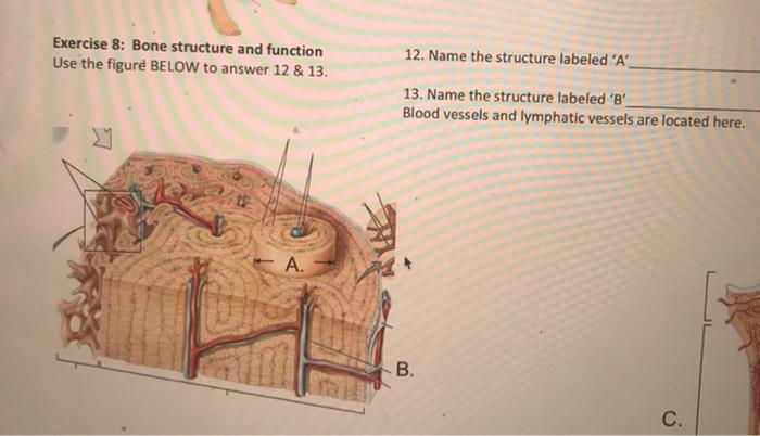 solved-exercise-8-bone-structure-and-function-use-the-chegg