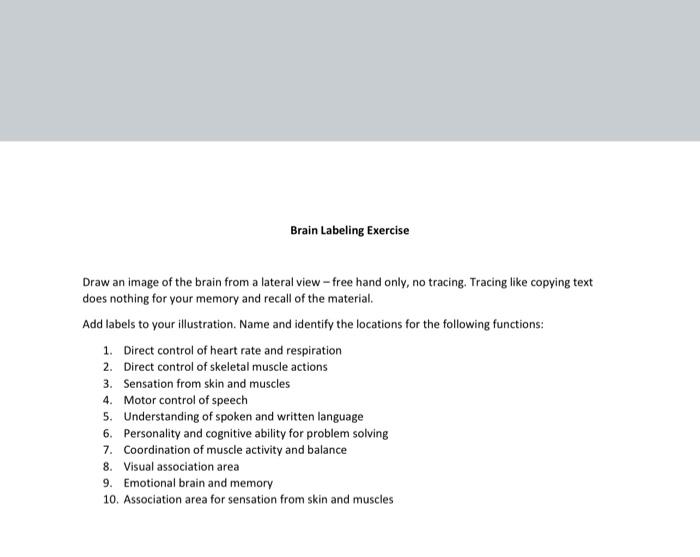 Solved Brain Labeling Exercise Draw an image of the brain | Chegg.com