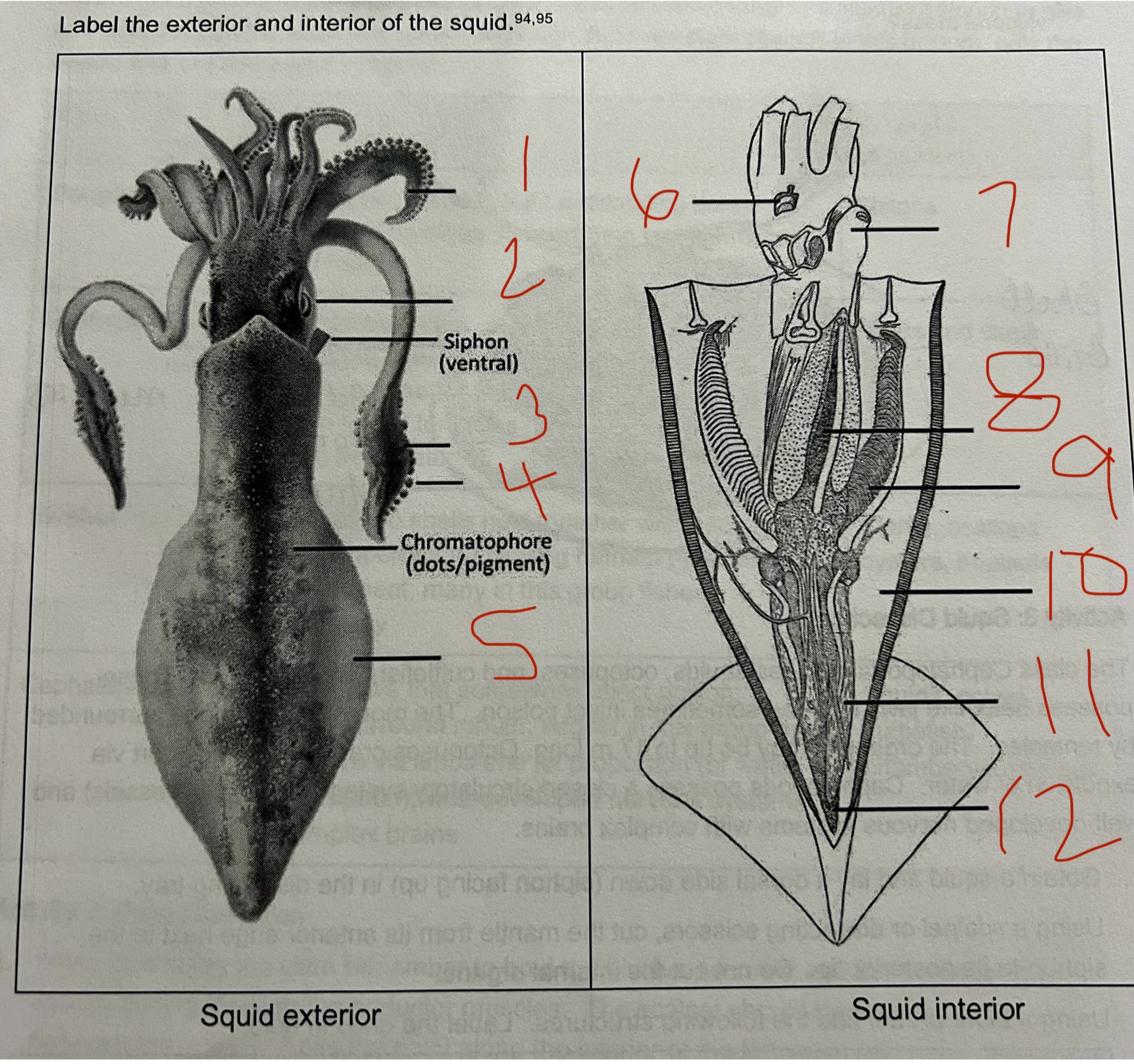 Solved Label the exterior and interior of the squid. | Chegg.com