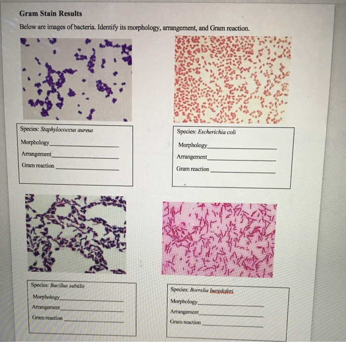 Bacteria Gram Stain Morphology