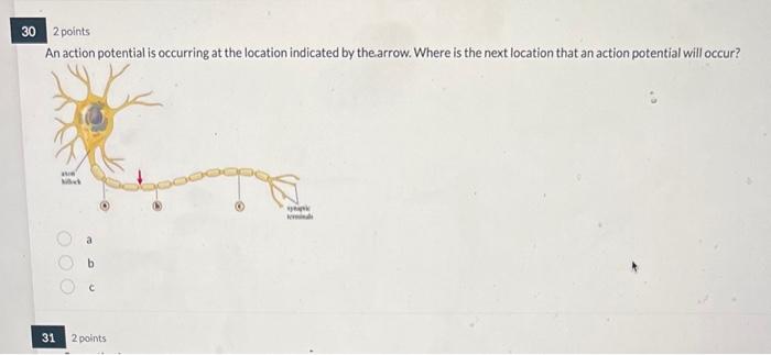 Solved An Action Potential Is Occurring At The Location | Chegg.com