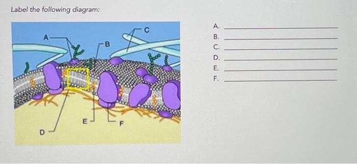 Solved Label the following diagram: A D E B A. A B C D E B. | Chegg.com