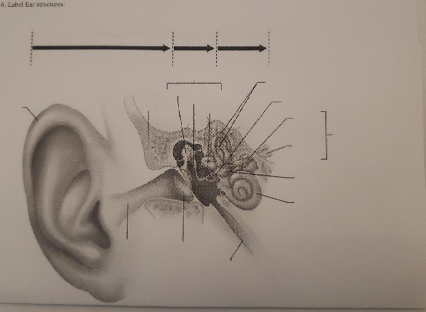 Solved 6 Label Ear Structures 0213