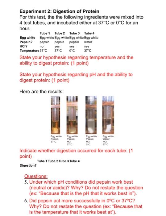 pepsin digestion of protein experiment