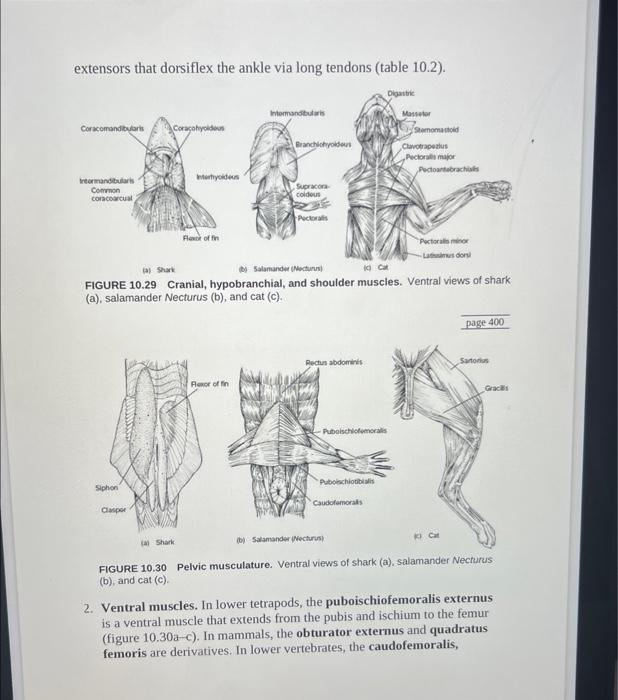 extensors-that-dorsiflex-the-ankle-via-long-tendons-chegg