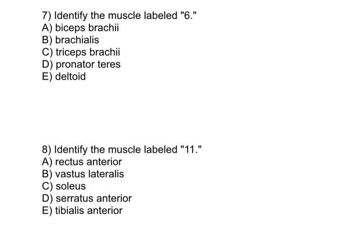 7) Identify the muscle labeled 6. A) biceps brachii B) brachialis C) triceps brachii D) pronator teres E) deltoid 8) Identi