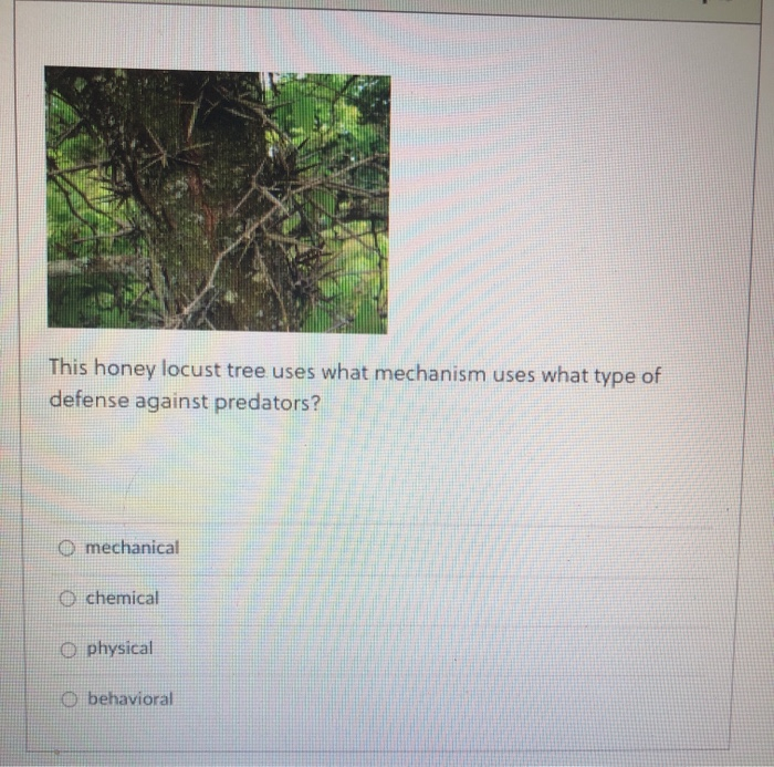 Solved This honey locust tree uses what mechanism uses what
