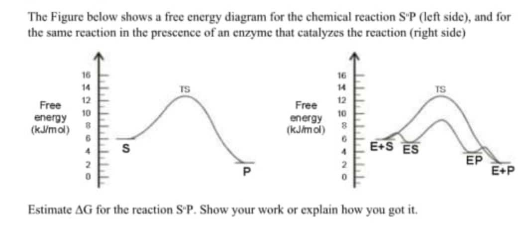 Solved The Figure below shows a free energy diagram for the | Chegg.com