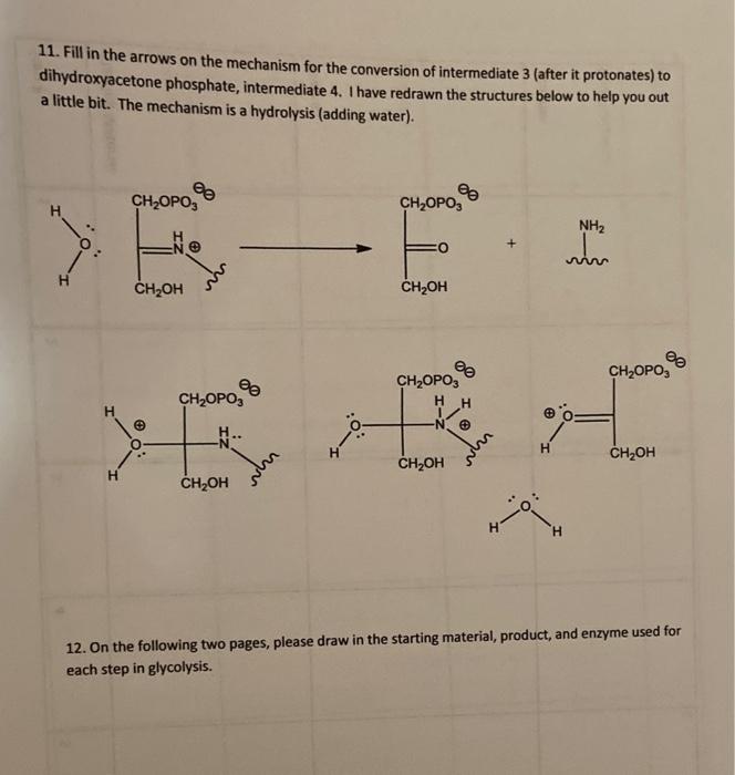 Solved Consider the Aldolase mechanism of the reverse Aldol | Chegg.com