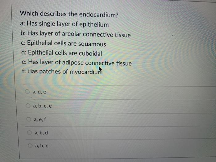 Which Describes The Endocardium