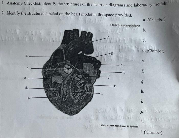 Solved 1. Anatomy Checklist: Identify the structures of the | Chegg.com