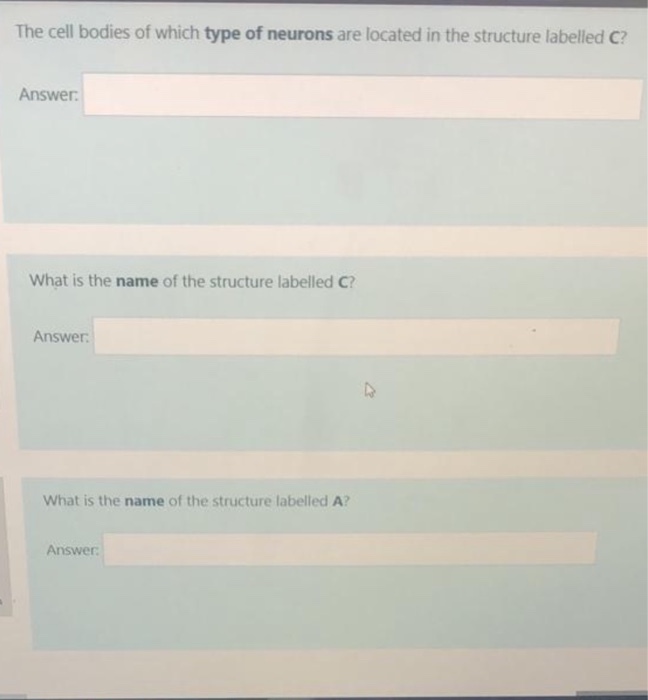 Solved ΑΙ B Autograp E D с The cell bodies of which type of | Chegg.com