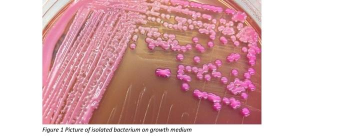 Solved You have isolated a new bacterium species from soil. | Chegg.com