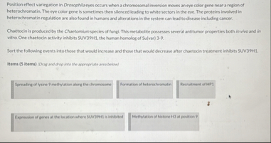 Solved Position effect variegation in Drosophila eyes occurs | Chegg.com