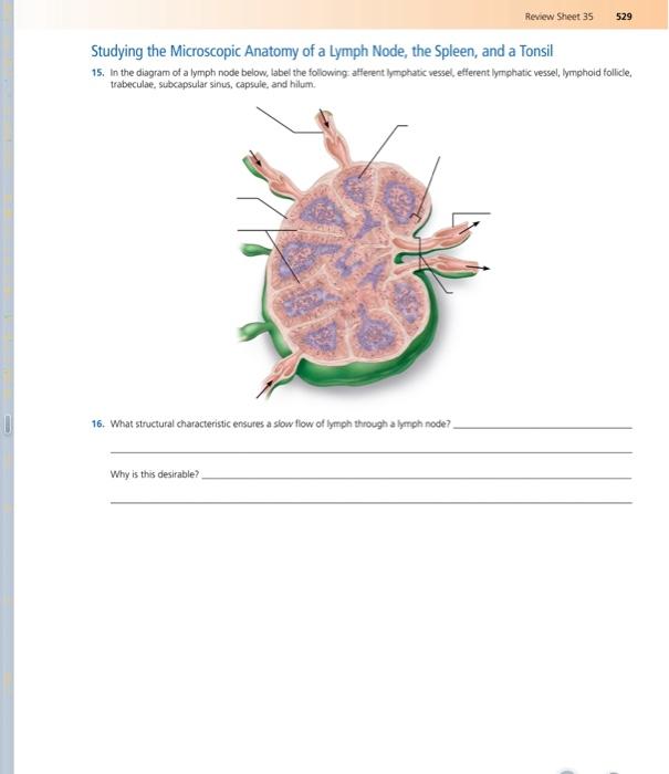 Solved The Lymphatic System and Immune Response Name Lab | Chegg.com